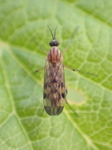 Sylvicola sp.
